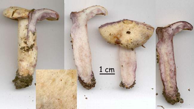 Lactarius flavidus